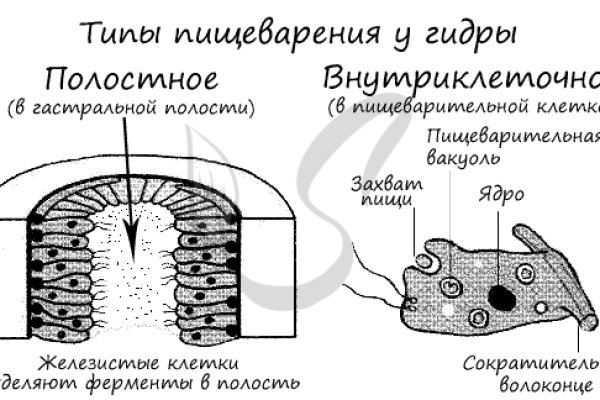 Омг омг ссылка телеграм