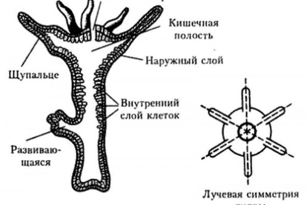 Омг омг оригинальная ссылка